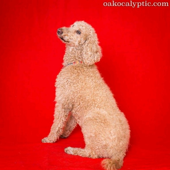 Meet your Posher, Anne - Picture 1 of 1